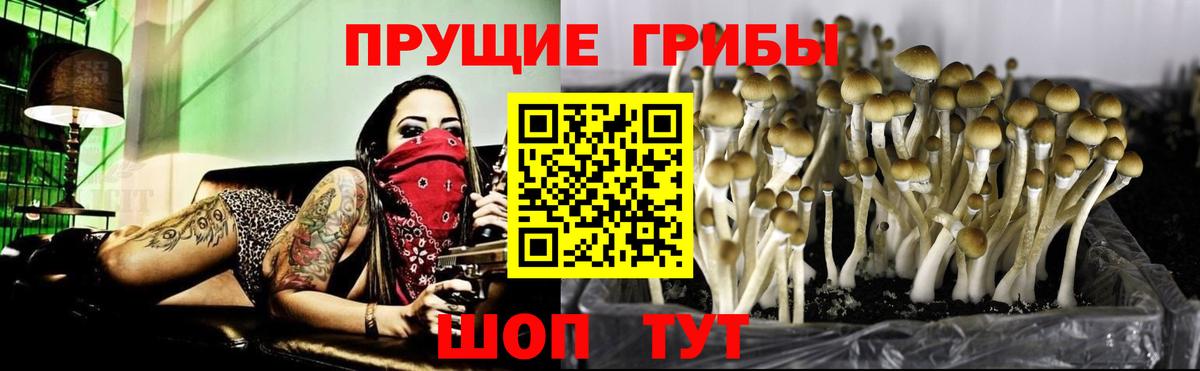 Артём  Галлюциногенные грибы мицелий  Вход с VPN  где купить наркотик  Галлюциногенные грибы Psilocybe 